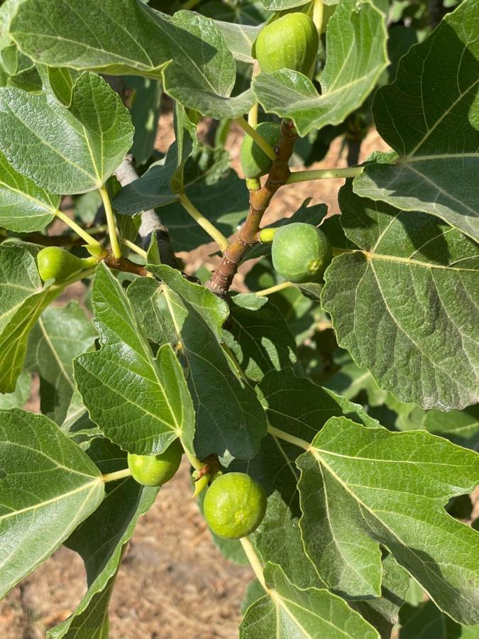 شقة Quinta Do Areal Lousã المظهر الخارجي الصورة